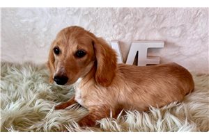Lucy - Dachshund, Mini for sale