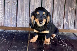 Lily - Dachshund, Mini for sale