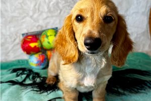 Lucy - Dachshund, Mini for sale