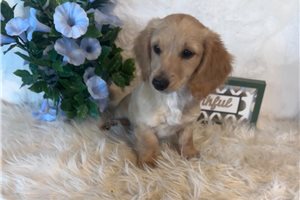 Lucy - Dachshund, Mini for sale