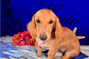 Lucy - Dachshund, Mini for sale
