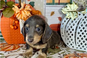 Jeremy - Mini Dachshund for sale