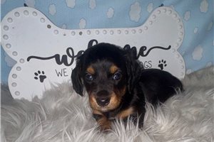 Lily - Dachshund, Mini for sale