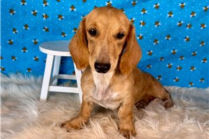 Lucy - Dachshund, Mini for sale