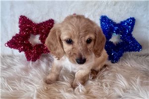 Lucy - Dachshund, Mini for sale