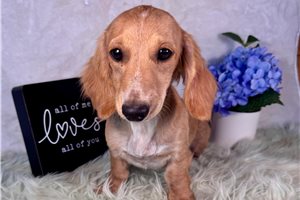 Lucy - Dachshund, Mini for sale