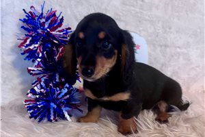 Lily - Dachshund, Mini for sale