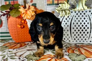 Jules - Mini Dachshund for sale