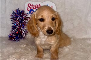 Lucy - Dachshund, Mini for sale