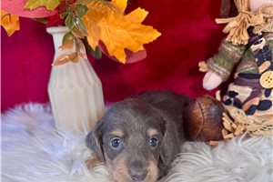 Jeremy - Mini Dachshund for sale