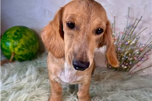 Lucy - Dachshund, Mini for sale