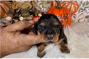 Jocelyn - puppy for sale