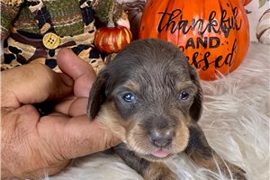 Jeremy - puppy for sale