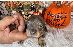 Josie - puppy for sale