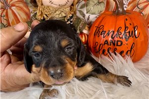 Jules - Mini Dachshund for sale