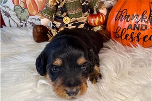 Jackson - puppy for sale