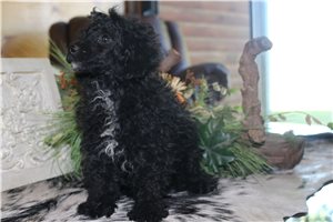 Bo - Poodle, Miniature for sale