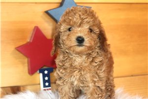 Ember - Poodle, Miniature for sale