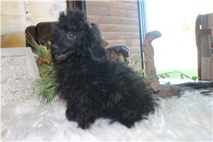 Gage - Poodle, Miniature for sale