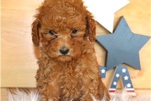 Ruby - Miniature Poodle for sale