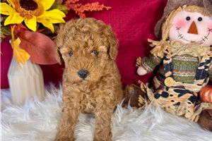 Izzy - Miniature Poodle for sale