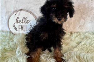 Mavis - puppy for sale