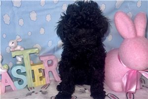 Kiera - Poodle, Toy for sale