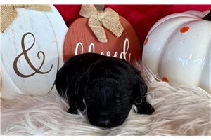 Goose - puppy for sale