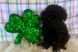 Kristoff - Poodle, Toy for sale