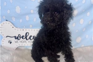 Kristoff - Poodle, Toy for sale