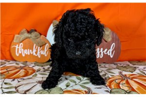Gothel - Toy Poodle for sale