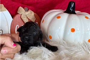 Greta - Toy Poodle for sale