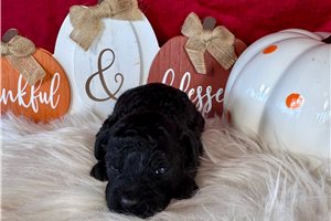 Gracie - puppy for sale