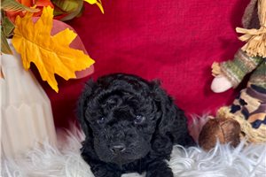 Gracie - Toy Poodle for sale