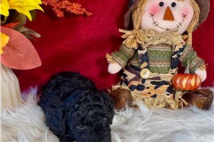 Goose - Toy Poodle for sale