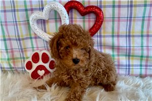 Edmond - Poodle, Toy for sale
