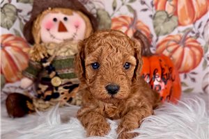 Izzy - Miniature Poodle for sale