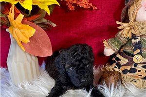 Greta - Toy Poodle for sale