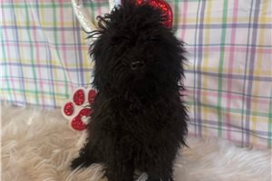 Rand - Poodle, Toy for sale