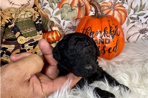 Goose - Toy Poodle for sale