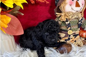Gothel - Toy Poodle for sale