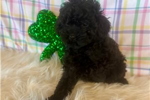 Kiera - Poodle, Toy for sale