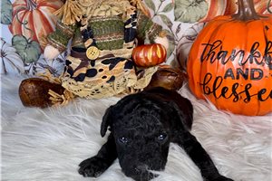 Gretchen - Toy Poodle for sale