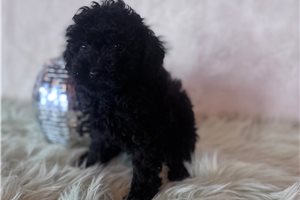 Meeko - puppy for sale