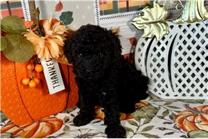 Gretchen - Toy Poodle for sale