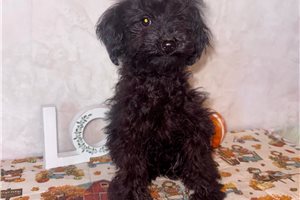 Maude - puppy for sale