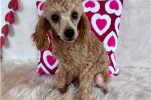 Omar - Poodle, Toy for sale
