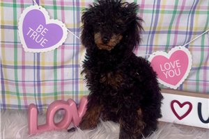 Maxima - Poodle, Toy for sale