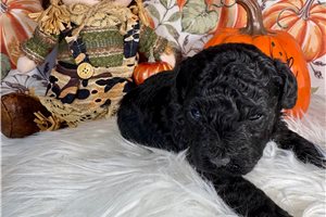 Gothel - Toy Poodle for sale