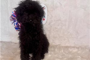 Kristoff - Poodle, Toy for sale